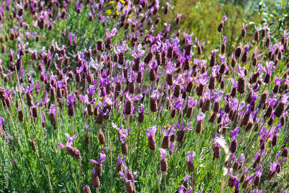 Naklejka premium flowers in the field
