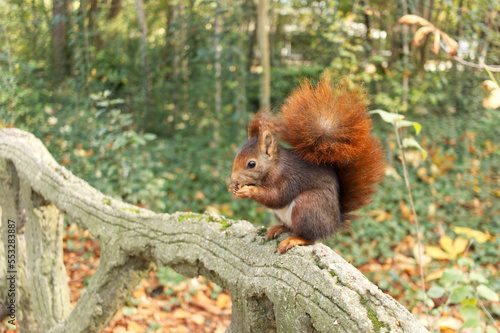 red squirrel  Sciurus vulgaris  eating nuts in a park