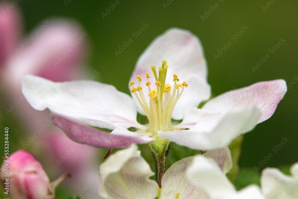 flower of apple tree in latin Malus Domestica flower of apple tree in latin Malus Domestica