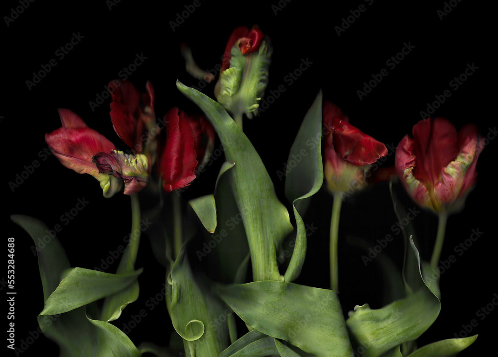 Distorted Plant Drawings Wavy pink tulips scan background. Scanned blooming flower bouquet ...