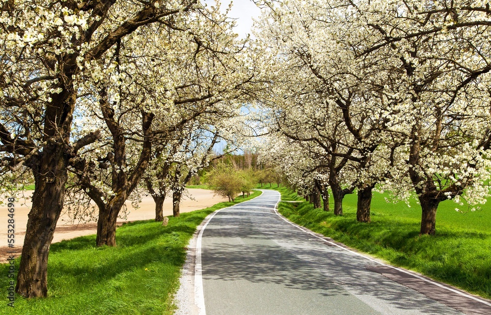 road and alley of flowering cherry trees Prunus cerasus road and alley of flowering cherry trees Prunus cerasus