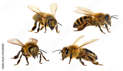 four bees honeybees Apis Mellifera isolated on white © Daniel Prudek