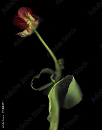 Wavy pink tulips scan background. Scanned blooming flower bouquet. Glitchy abstract distorted plant. Colourful botanical photocopy with scanner noise effect for advertising, poster or postcard.