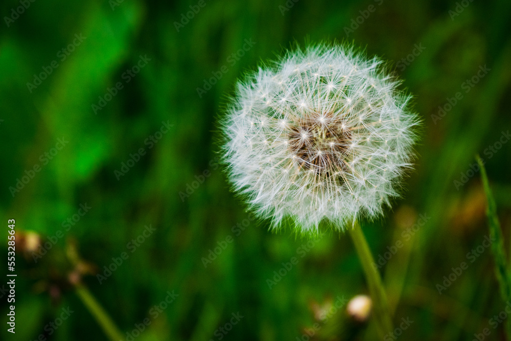 The dandelion