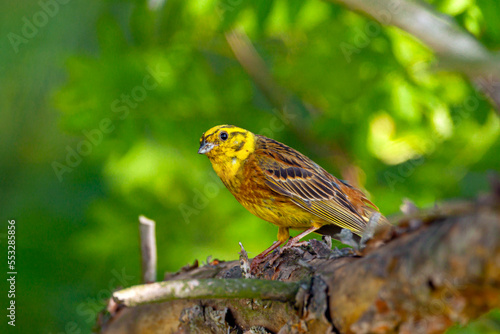 The yellowhammer (Emberiza citrinella) is a passerine bird in the bunting family that is native to Eurasia and has been introduced to New Zealand and Australia.