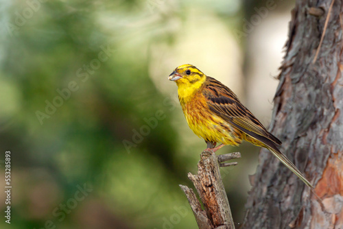 The yellowhammer (Emberiza citrinella) is a passerine bird in the bunting family that is native to Eurasia and has been introduced to New Zealand and Australia. © Andrey