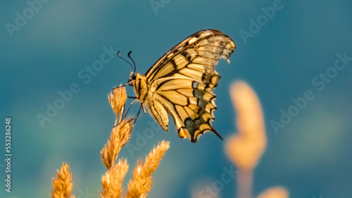 Papilio machaon, common yellow swallowtail butterfly, at the famous Schmittenhoehe summit, Zell am See, Salzburg, Austria photo