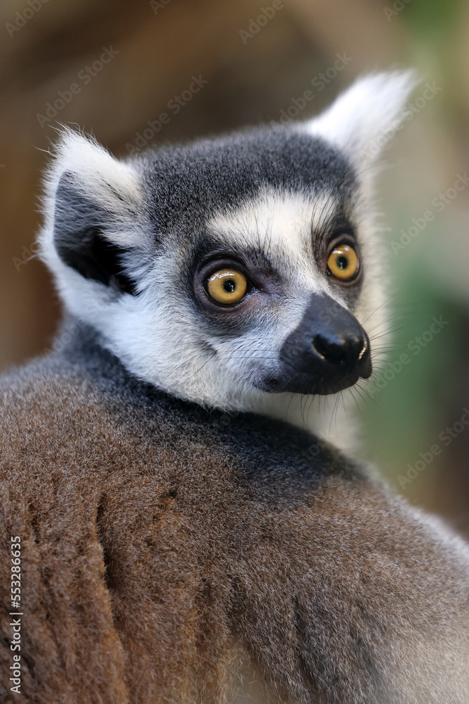 Obraz premium Ring Tailed Lemur (Lemur Catta) close up shot