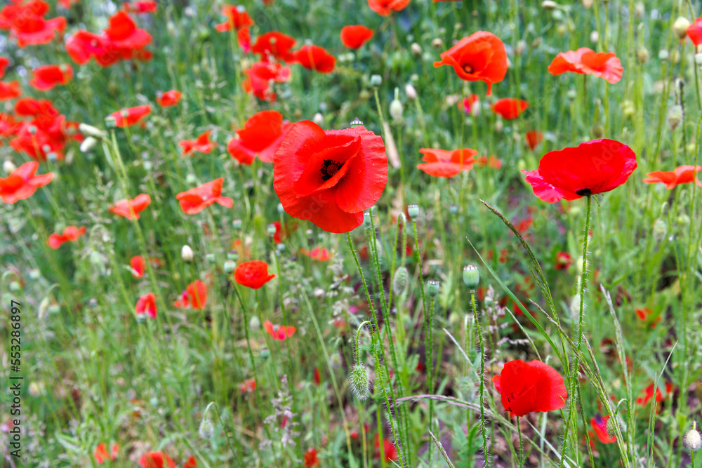 beautiful field of poppies in the countryside beautiful field of poppies in the countryside
