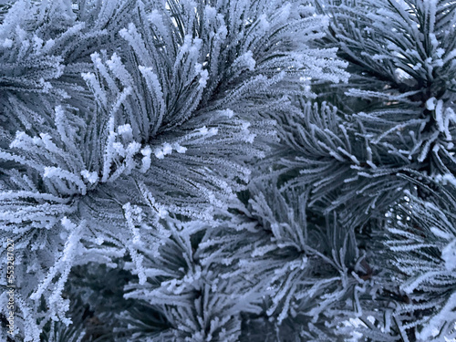 Background of pine branches covered with frost in the open air.