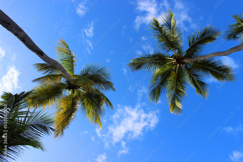 Palm trees on sky