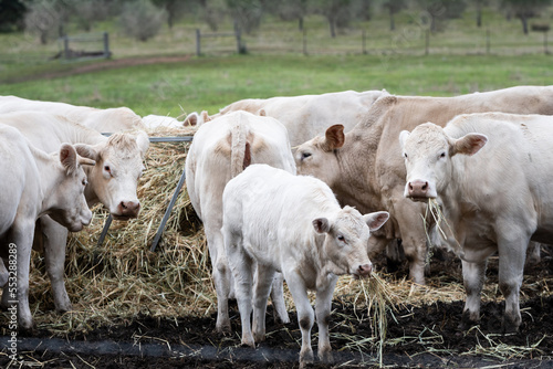 Fototapeta Naklejka Na Ścianę i Meble -  cows eating hay on the farm