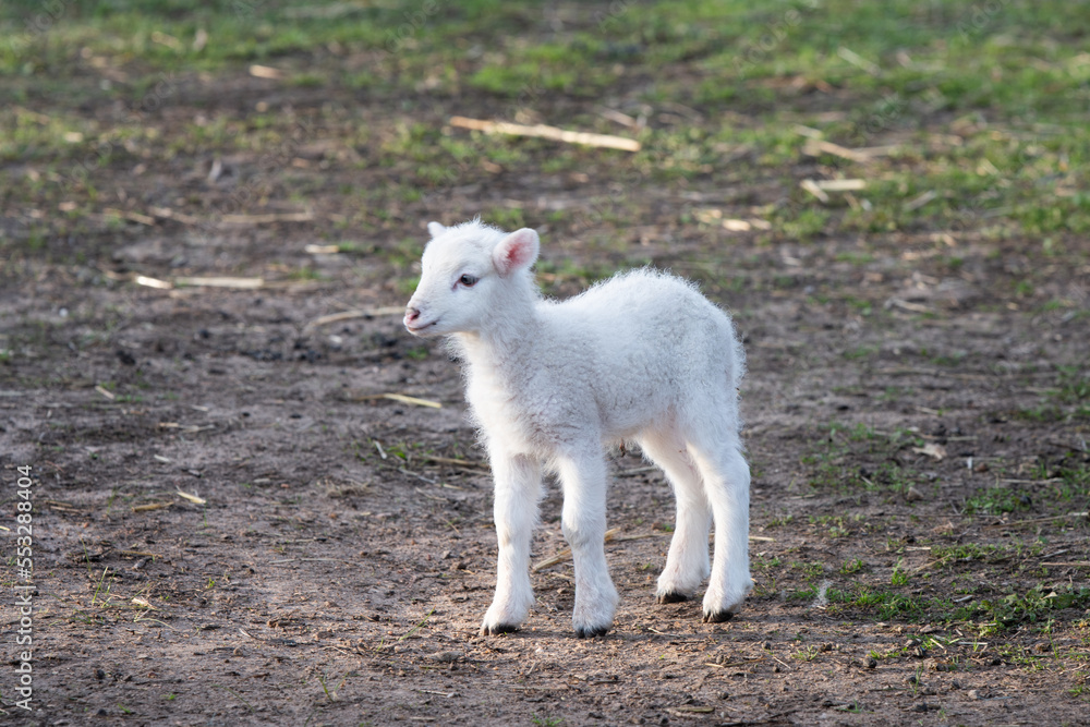 Lamb walking through the paddock Lamb walking through the paddock