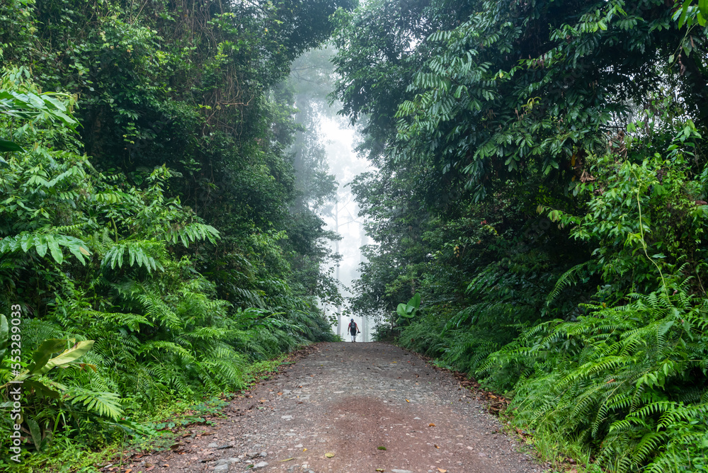 Road to Danum Valley primary rainforest in Lahad Datu Sabah Borneo Malaysia Road to Danum Valley primary rainforest in Lahad Datu Sabah Borneo Malaysia