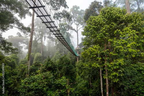 Bilde på lerret Treetop canopy walkway in Danum Valley primary jungle Lahad Datu Sabah Borneo Ma