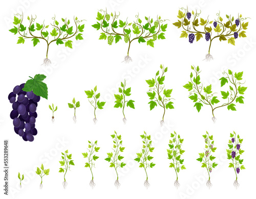 Grapevine Growth Life and Germinate Process Steps Big Vector Set