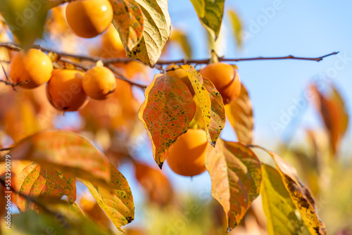 Persimmon ripe fruit garden. Tree branches with ripe persimmon fruits on a sunny day