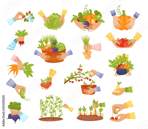 Hands Harvesting Gathering Ripe Fruit and Vegetables Big Vector Set