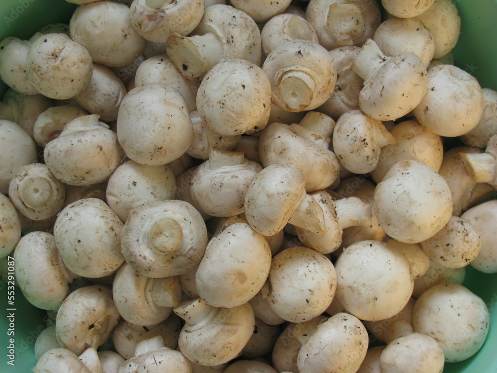 Unwashed mushrooms. Many unwashed mushrooms. Champignon. Unwashed mushrooms. Many unwashed mushrooms. Champignon.