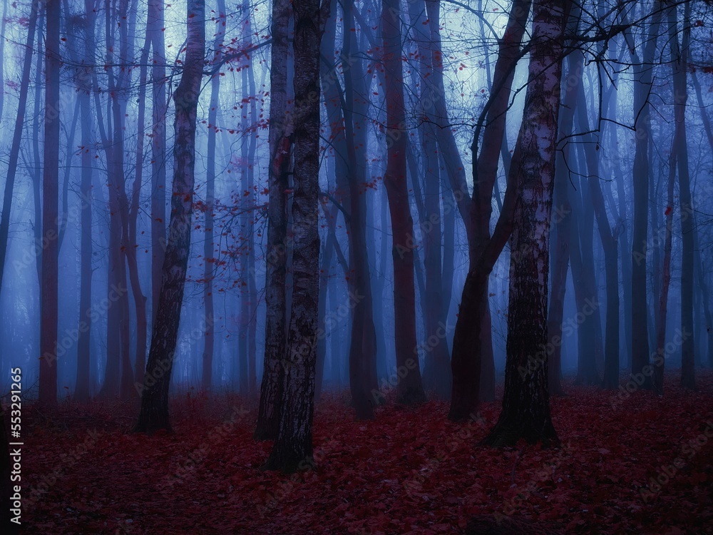 Silhouettes of trees at dusk. Mystery forest in the fog with fallen leaves. Dark autumn woods in blue tones. 
