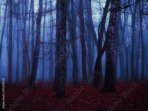 Silhouettes of trees at dusk. Mystery forest in the fog with fallen leaves. Dark autumn woods in blue tones. 