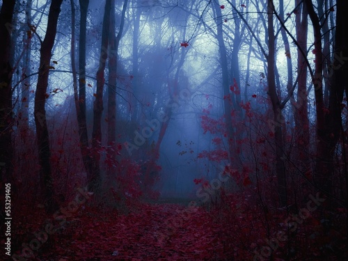 Mysterious autumn woods in blue tones. Twilight in a foggy forest. Leafless trees in the mist. Gloomy place.