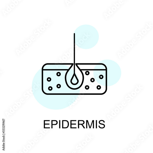 Epidermis linear icon. Epidermis in linear style isolated. vector eps10