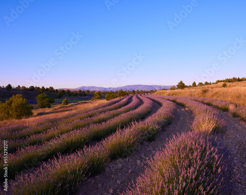A low lavender field and blue sky