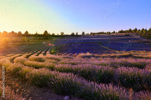 A low lavender field and blue sky