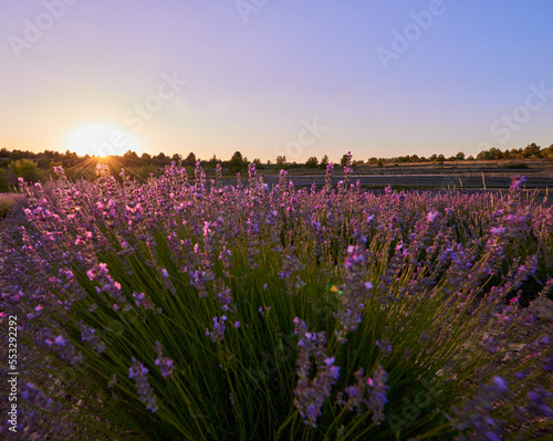 A low lavender field and blue sky