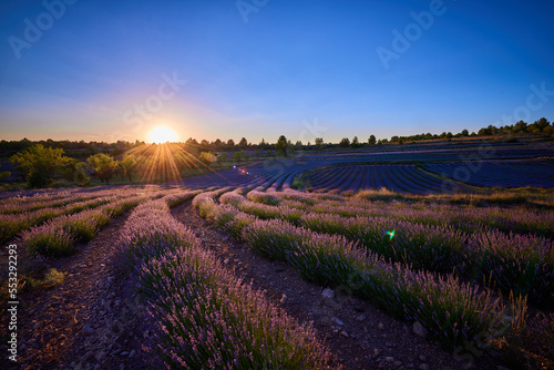 A low lavender field and blue sky