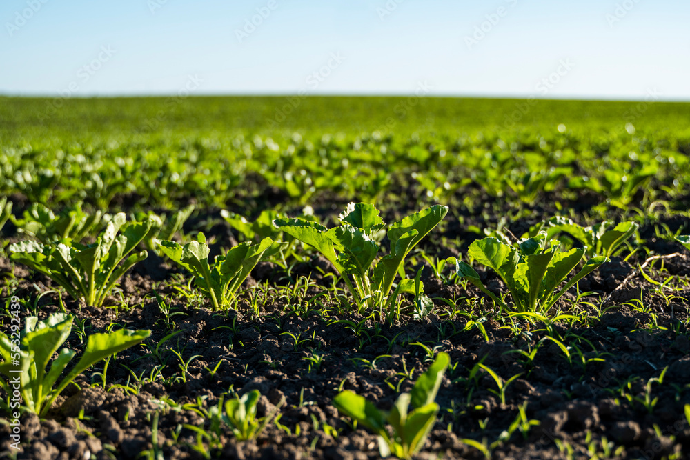 Leaf of young seedling of beet root. Fresh green leaves of beetroot. Row of green young beet leaves growing in organic farm. Leaf of young seedling of beet root. Fresh green leaves of beetroot. Row of green young beet leaves growing in organic farm.