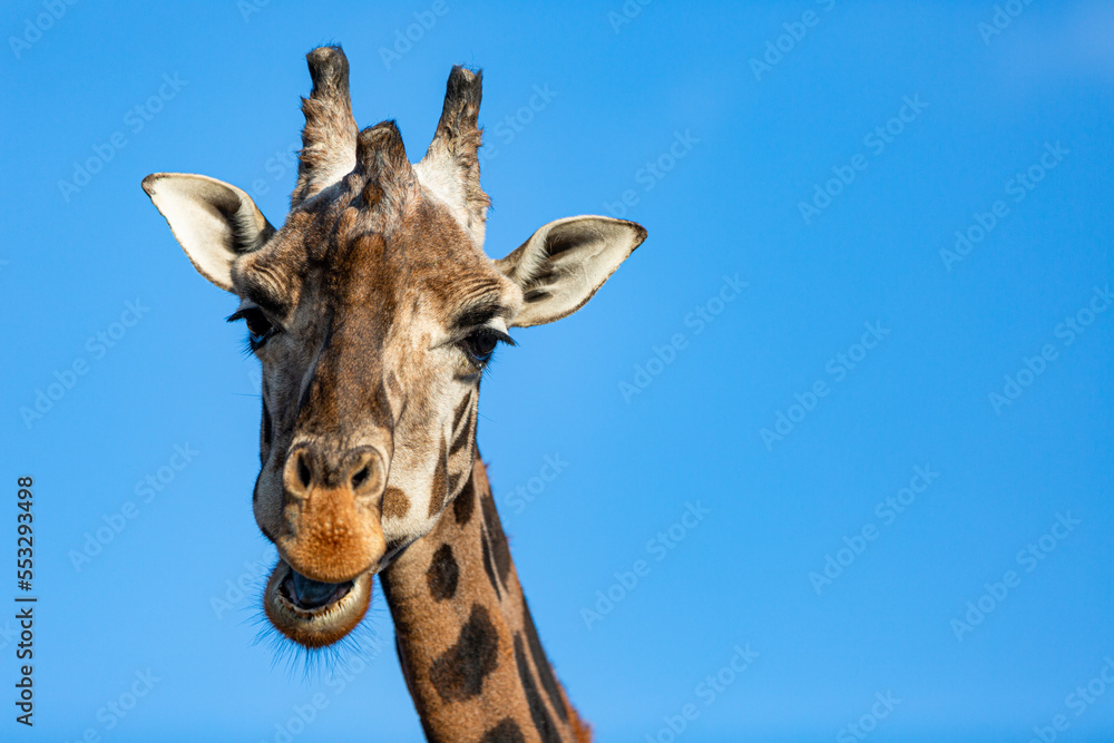 Naklejka premium giraffe in the sky