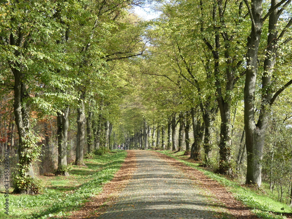 Fototapeta premium herbstliche lindenallee mit einer gepflasterten straße im hellen licht