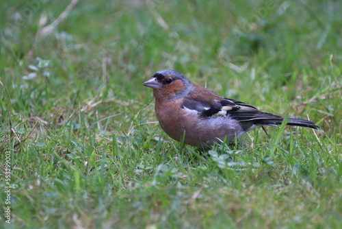 Chaffinch (Fringilla coelebs) feeing on seeds at the base of the feeder. © Bob Riches