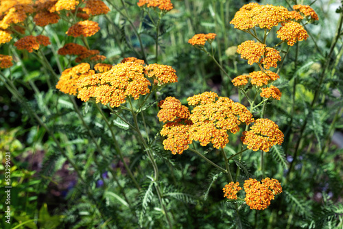 Orange flowers of achillea terracotta in the summer garden. photo