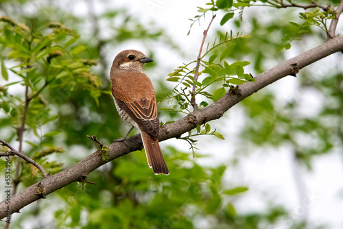 Bilde på lerret Red Backed shrike in Hungary.