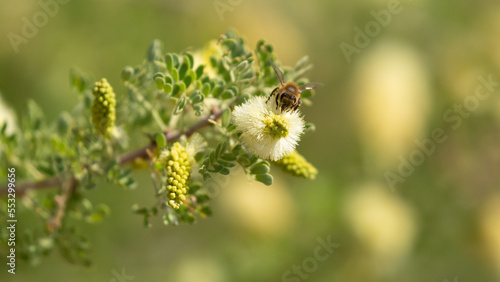 A honeybee gathers nectar and pollen from the flowers of a honey mesquite tree on a sunny summer day in the American southwest.
