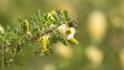 Photos A honeybee gathers nectar and pollen from the flowers of a honey mesquite tree on a sunny summer day in the American southwest