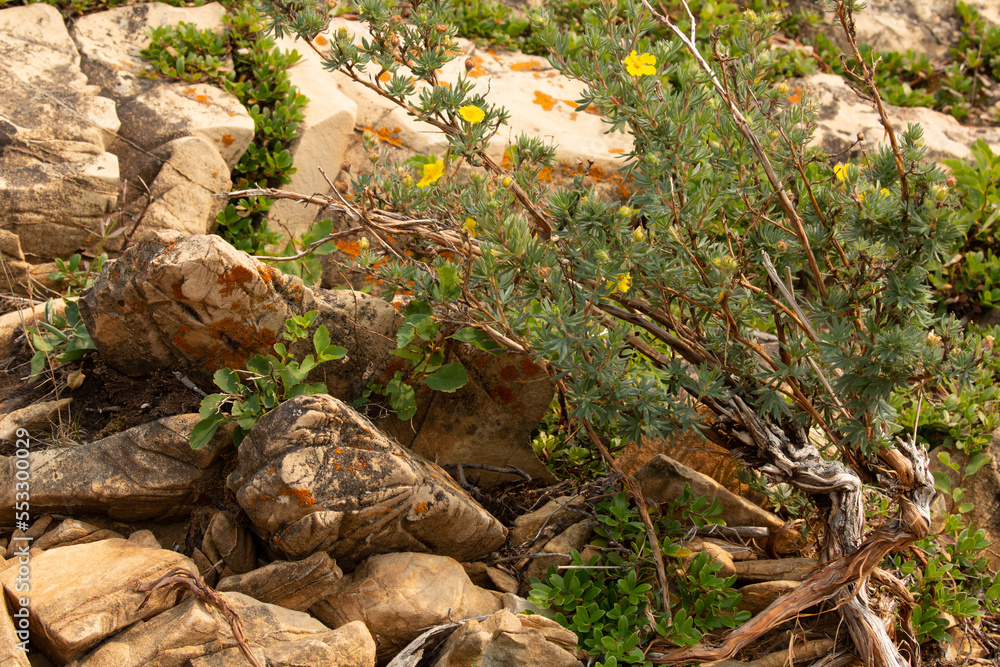 A shrubby cinquefoil plant grows from between the cracks in the limestone rocks along the shore of Saint Mary Lake in Glacier National park Montana.