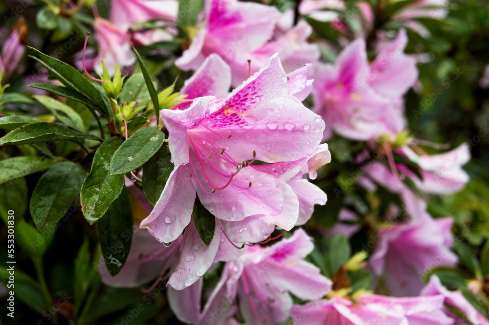 beautiful pink azalea flowers beautiful pink azalea flowers