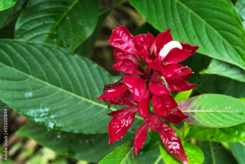 exotic plant composed of green and red leaves
