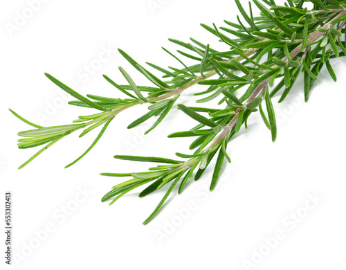 Fresh branches of rosemary with green leaves isolated on white background. Spice for meat  fish