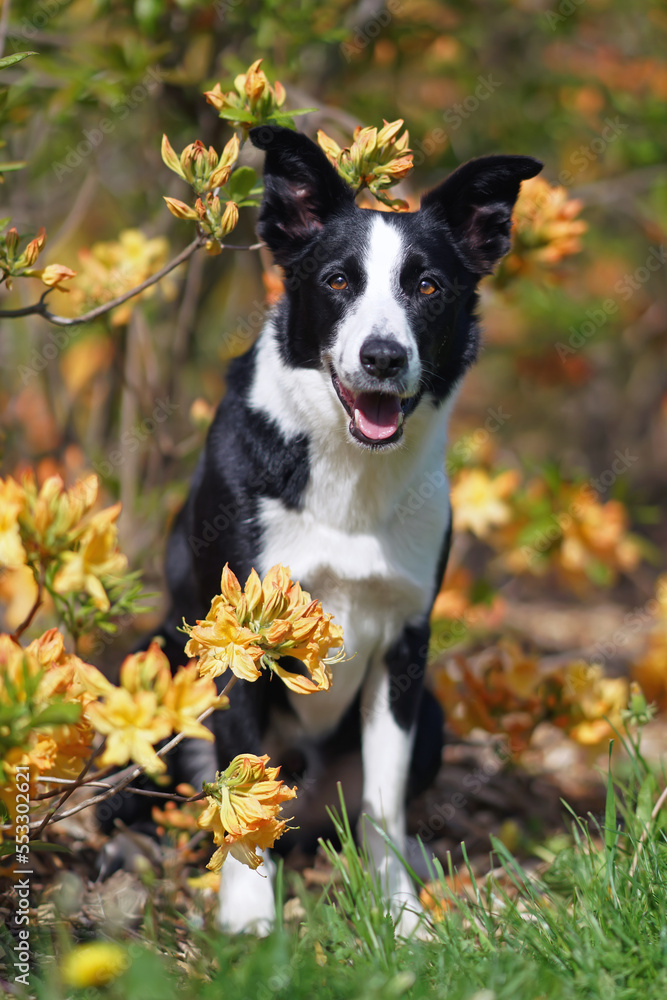 Obedient black and white short-haired Border Collie dog posing outdoors sitting on a green grass next to blooming yellow Azalea shrubs in summer Obedient black and white short-haired Border Collie dog posing outdoors sitting on a green grass next to blooming yellow Azalea shrubs in summer