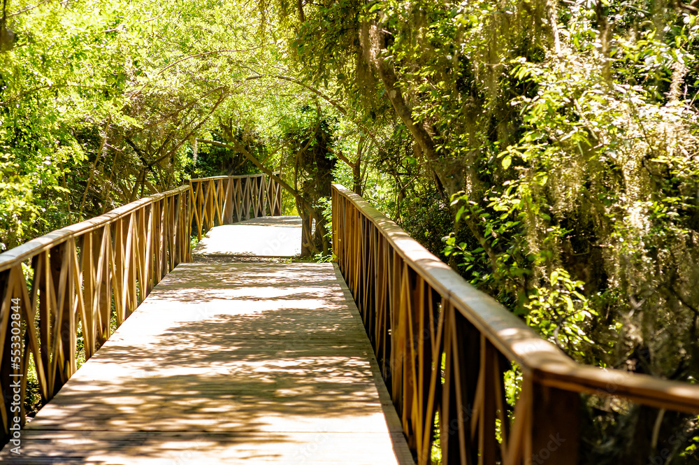 Fototapeta premium Beautiful walkway in the woods in Ibera Wetlands Provincial Park.