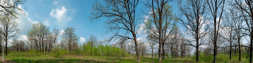 Spring forest and field on a background of blue sky Spring forest and field on a background of blue sky