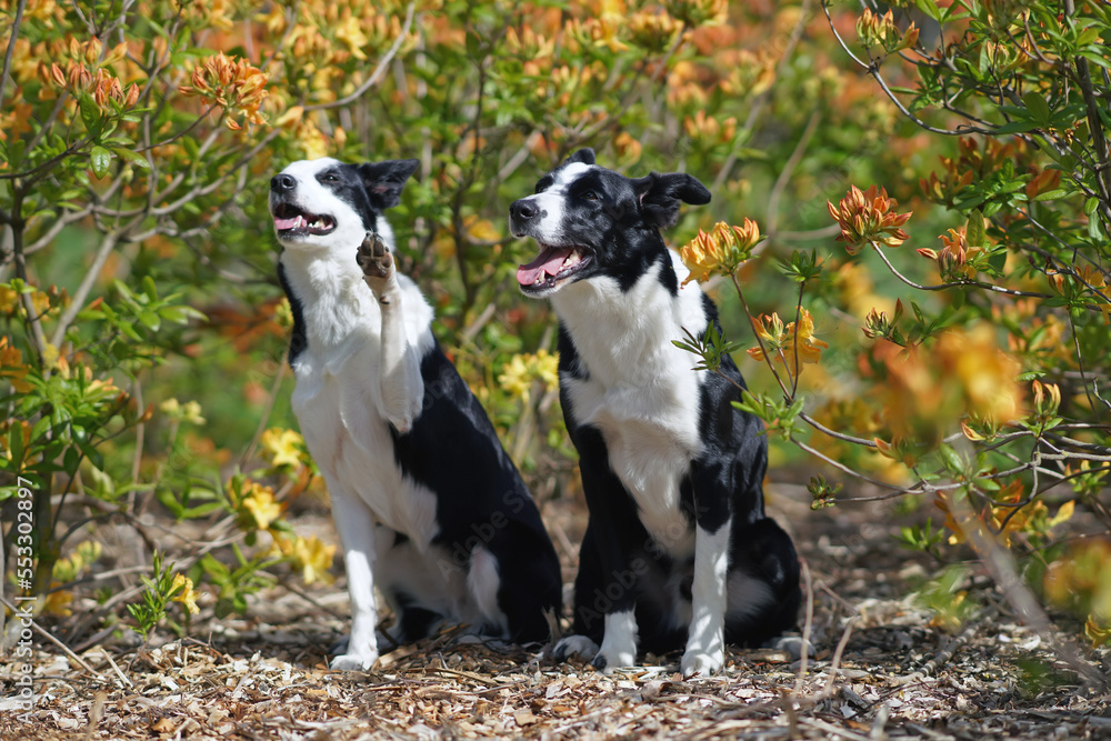 Two cute black and white short-haired Border Collie dogs (male and female) posing together sitting in a park next to blooming yellow Azalea shrubs in summer