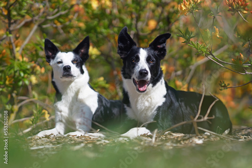 Two adorable black and white short-haired Border Collie dogs (male and female) posing together lying down in a park next to blooming yellow Azalea shrubs in summer