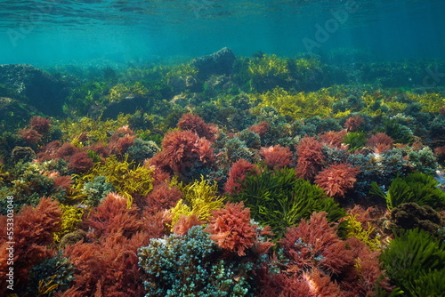 Colorful algae underwater in the sea, natural scene, Atlantic ocean, Spain, Galicia
