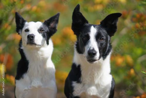 The portraits of two adorable black and white short-haired Border Collie dogs (male and female) posing together in a park in blooming yellow Azalea shrubs in summer